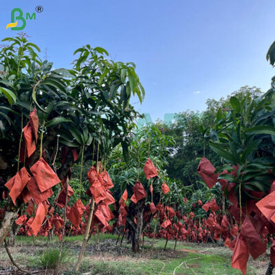 56g Single Side Wax Red And Black Paper For Mango Growing Bag, Weather-Resistant Fruit Protection Paper